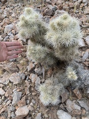 Cylindropuntia multigeniculata