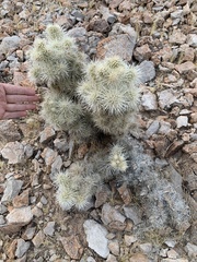 Cylindropuntia multigeniculata