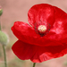 Common Poppy - Photo (c) Salvador Herrera, some rights reserved (CC BY-NC)