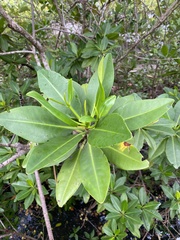 Rhizophora mangle image