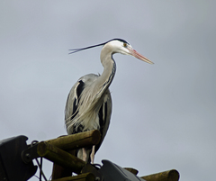 Ardea cinerea