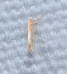 Cameraria quercivorella
