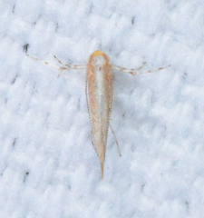 Cameraria quercivorella