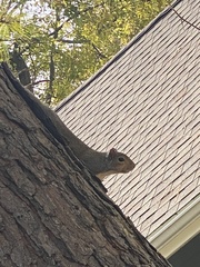 Sciurus carolinensis