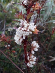 Cuscuta foetida