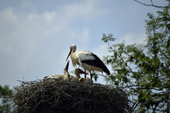 Ciconia ciconia