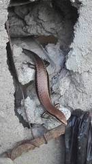 Marisora unimarginata