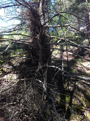 Arceuthobium douglasii