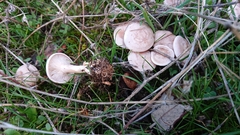 Clitocybe dealbata