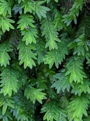 Fissidens taxifolius