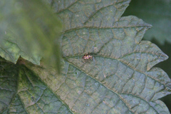 Liocoris tripustulatus