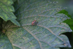 Liocoris tripustulatus