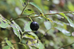 Vaccinium alaskaense