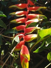Heliconia rostrata