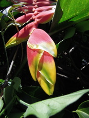 Heliconia rostrata
