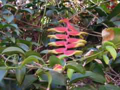 Heliconia rostrata
