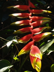 Heliconia rostrata