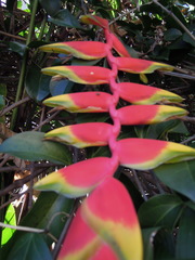 Heliconia rostrata