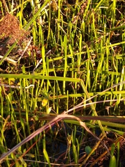 Lilaeopsis carolinensis