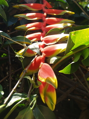 Heliconia rostrata