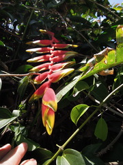 Heliconia rostrata