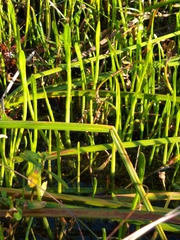 Lilaeopsis carolinensis