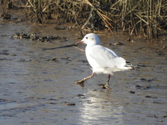 Chroicocephalus ridibundus