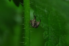 Parethelcus pollinarius