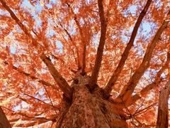 Taxodium distichum