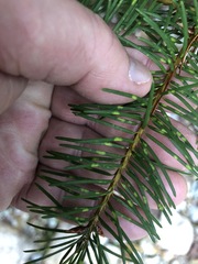 Rhabdocline pseudotsugae