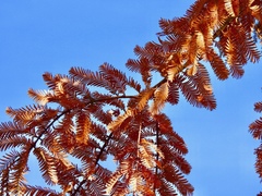 Taxodium distichum