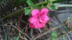 Hibiscus rosa-sinensis