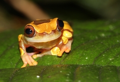 Dendropsophus leucophyllatus