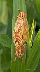 Barsine striata