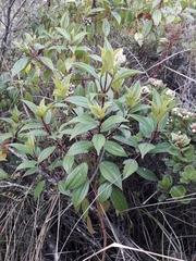 Miconia crocea