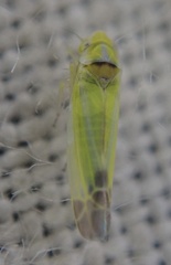 Lindbergina aurovittata