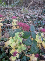 Hylotelephium maximum × spectabile