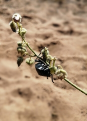 Gyriosomus