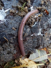 Lumbricus terrestris