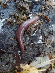 Lumbricus terrestris