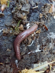 Lumbricus terrestris