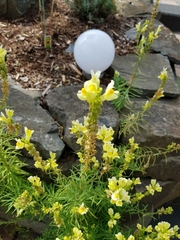 Linaria vulgaris