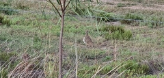 Geophaps scripta