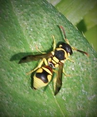 Antepipona