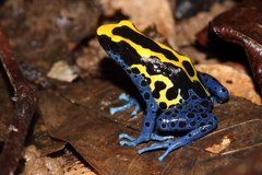 Dendrobates tinctorius
