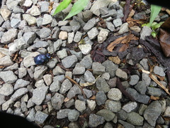 Deltochilum mexicanum