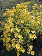 Senecio selloi