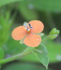 Murdannia versicolor