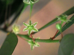 Phyllanthus tenellus