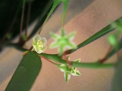 Phyllanthus tenellus